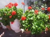 geranium-spili-plants