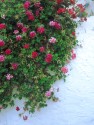 geranium-wall-mourne