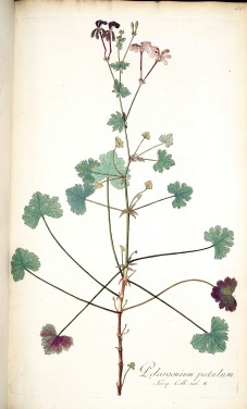 pelargonium patulum