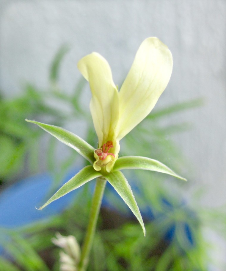 aridum flower open