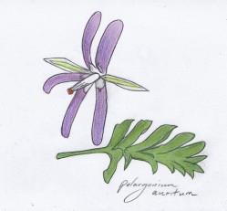 p. auritum sketch latest