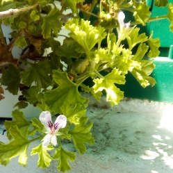 pelargonium crispum 2